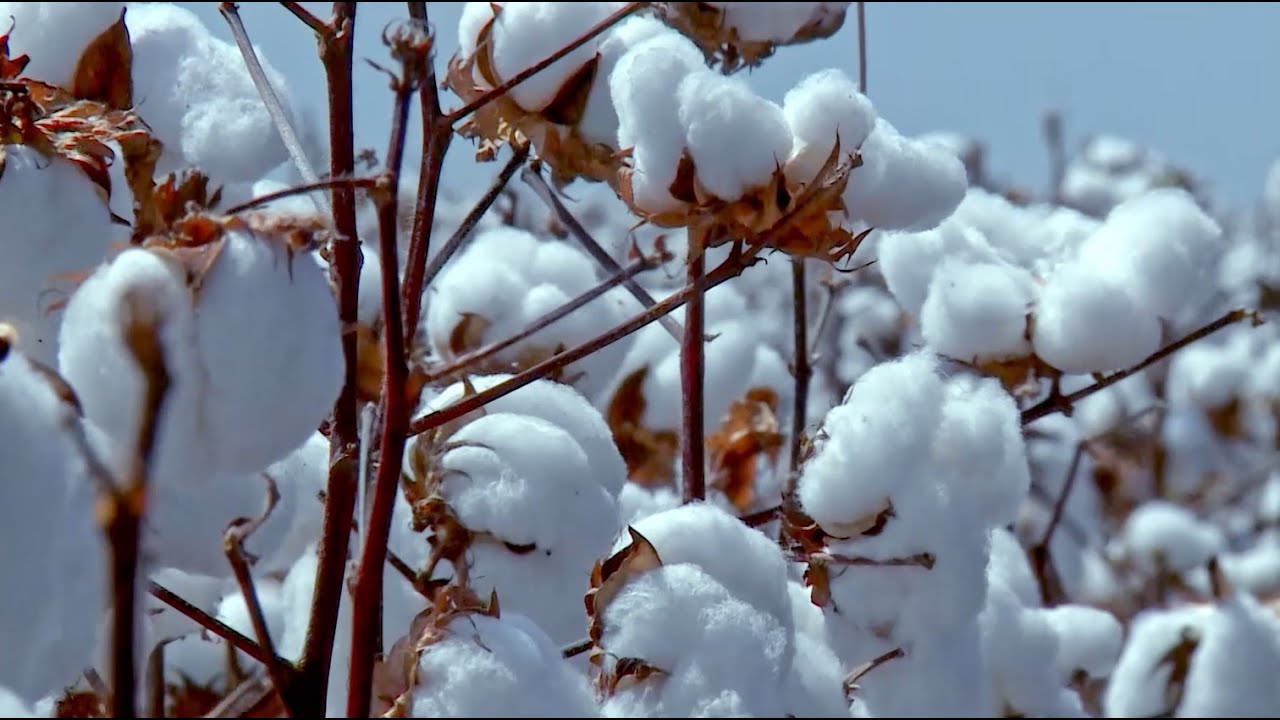 Da pluma ao fio: como o algodão nacional teve um salto em qualidade e tem colocado o Brasil e a...