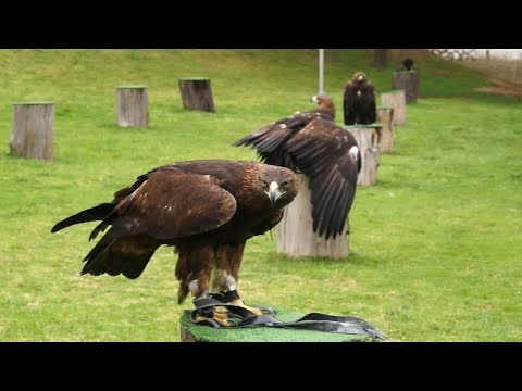 Vogelschutz in Mexiko: All inclusive für den Steinadler