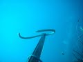pêche d\ pêche d\