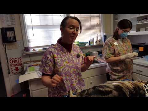 Feline Dental Procedure - YouTube