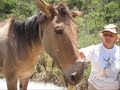 Mule Rescue 5937
