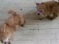 poodle puppies poodle puppies