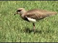 Tero Com�n comiendo empanada (Vanellus chilensis) Lapwing