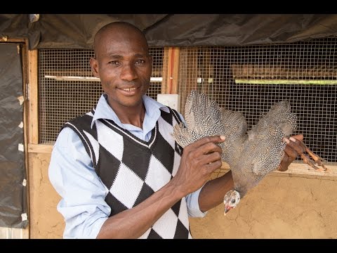 Guinea Fowl Farming Hatches Jobs in Ghana