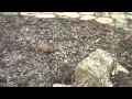 Chris Orser Landscaping; Quality Landscape Care
