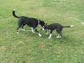 Border Collie Stalk Border Collie Stalk