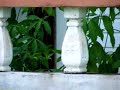 Clonbrook,Guyana Blue Saki eating Sapodilla