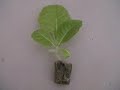 Hydroponic Tobacco Ebb and Flow