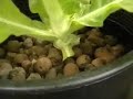 Hydroponic Tobacco Ebb and Flow