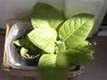 Hydroponic Tobacco Ebb and Flow