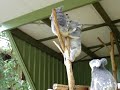 Koala Fight
