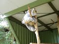 Koala Fight
