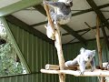Koala Fight