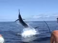 Marlin Azul