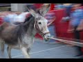 manifestazioni animalisti italiani - 2007 - video/foto