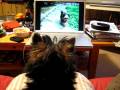 Zola Belle - watching herself on youtube - this is AWESOME!