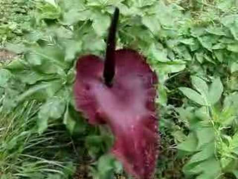 how to grow dracunculus vulgaris