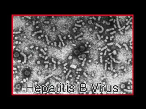 how to recover hepatitis b