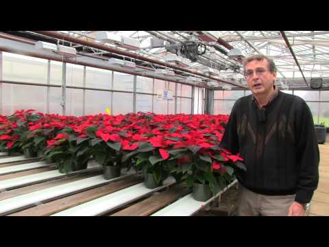how to fertilize poinsettias