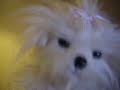 Bixie The Musical Stuffed Puppy: With His Last Breath (He Whispered Victory)