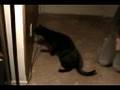 my cute cat...conserving energy?