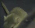 Rennmaus