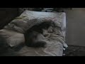 Fluffy Siberian Husky Sleeping