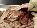 abdomen dissection part 2 abdomen dissection part 2