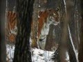 Wolves VS Tigers