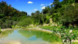 فلسطين الجميلة - متنزه العين الزرقاء -صفد الغزلان والإوز والنعام واليحمور شلالات وعيون رائعة بالمجان فلسطين الجميلة - متنزه العين الزرقاء -صفد الغزلان والإوز والنعام واليحمور شلالات وعيون رائعة بالمجان