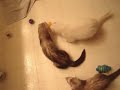 A day in the life of a ferret A day in the life of a ferret