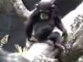videos de Chango Mamon