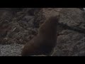 recording seal sound effects recording seal sound effects