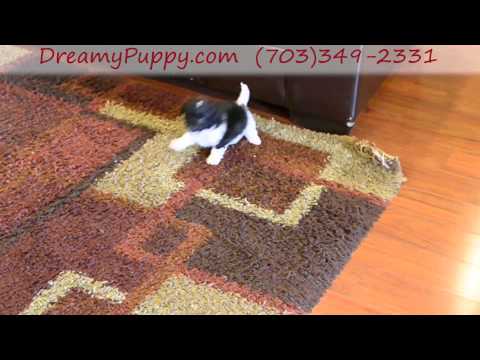 Adorable Doxie poo Male puppy