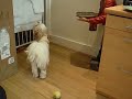 Charlie Barking Charlie Barking