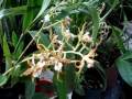 plantas de orquídeas que tenemos