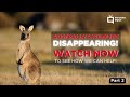 Part 2 Mini Kangaroos and other Marsupials