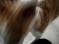 ウィペット　生後52日目　それでも頑張るマーキー