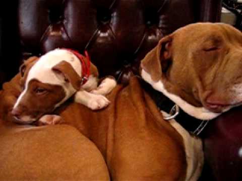 red nose pitbull