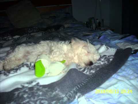 Pici Kira