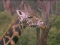 Giraffe conservation - Joanna Lumley in Africa - BBC wildlife Giraffe conservation - Joanna Lumley in Africa - BBC wildlife