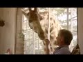 Giraffe conservation - Joanna Lumley in Africa - BBC wildlife