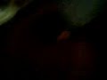avi eats loads of choc then dishes out an amazing low blow