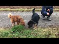 Ruffy - Mischling sucht ein neues Zuhause
