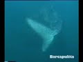 Ultimi pescatori indonesiani