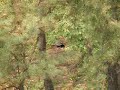 きじ（オス） Common Pheasant　が餌を探している