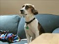 Hooper on Harmonica