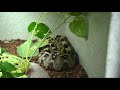 Bad Ass Bothrops & Bring in the Back-hoe - free flv video @ vwatch.tv