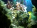 Meu aquario marinho 