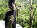 Zipline Excursion on Shazam 08 West Coast Swing Dance Cruise